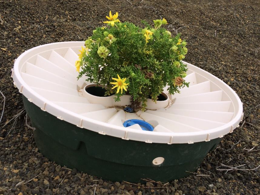 Figura 2 - Tecnología Waterboxx instalada con una planta Lecocarpus